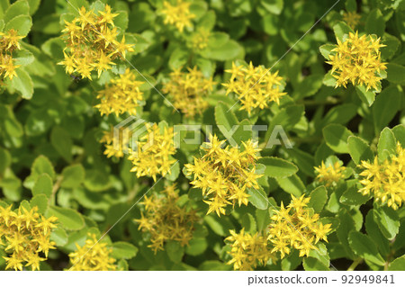 Orange Stonecrop Weihenstephaner Gold 92949841