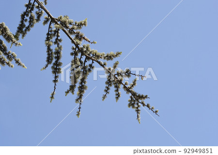 Blue atlas cedar 92949851