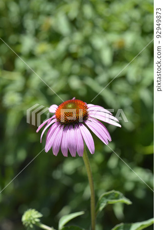 Pink coneflower 92949873