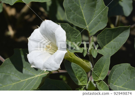 Thorn apple Inka 92949874