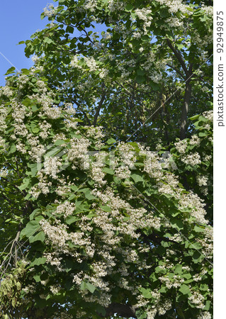 Common catalpa 92949875