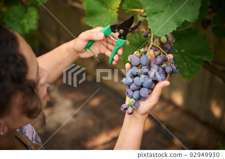 View from above, with focus on a bunch of ripe grapes hanging on a vine in the hands of a female gardener, winegrower growing organic fruits and berries in her own ecologically friendly garden 92949930