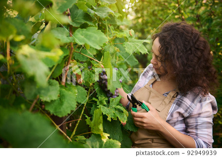 Close-up of a happy multiethnic winegrower woman, using garden shears picking ripe and juicy organic grapes in an ecological vineyard. Viticulture. Agriculture. Agricultural hobby and business 92949939