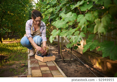 Charming multi-ethnic woman in casual clothes, blue jeans and beige apron, amateur wine grower harvesting ripe grapes, cultivated in vineyard in own eco farm. Viticulture, Agribusiness. Eco farming 92949955