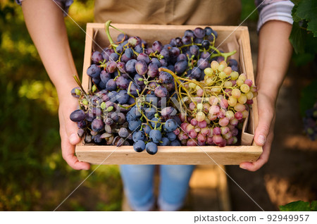 Top view of a wooden crate with harvested crop of juicy, ripe, organic grapes in the hands of a woman wine grower 92949957