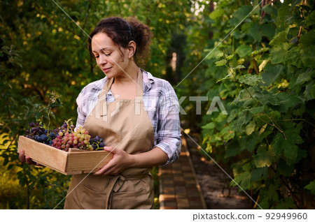 Delightful multiethnic young woman in a beige apron, an experienced wine grower, stands near a vineyard with a wooden box of freshly harvested ripe and juicy grapes, on her own eco-farm. Wine business 92949960