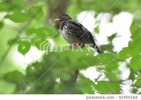 Black thrush perched on a tree Black thrush perched on a tree 92950168