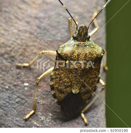 Stink bug perched on plant seed pod Stink bug perched on plant seed pod 92950190