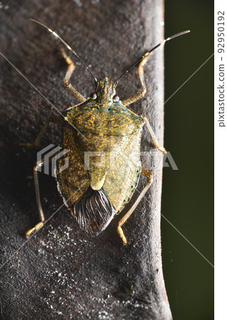 Stink bug perched on plant seed pod Stink bug perched on plant seed pod 92950192