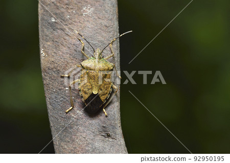 Stink bug perched on plant seed pod Stink bug perched on plant seed pod 92950195