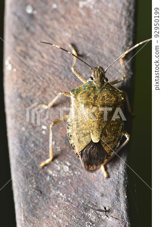 Stink bug perched on plant seed pod Stink bug perched on plant seed pod 92950199