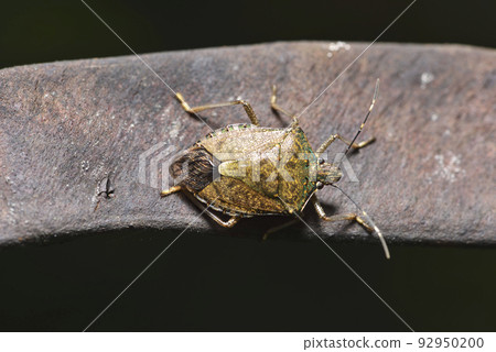 棲息在植物種子豆莢上的椿象昆蟲 92950200