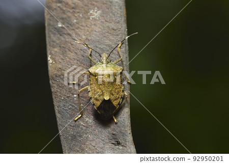 Stink bug perched on plant seed pod Stink bug perched on plant seed pod 92950201