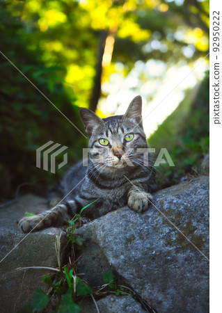 cat, stray cat, pussy 92950222