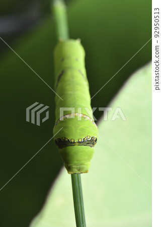 Larval caterpillar of swallowtail butterfly perched on green plant Larval caterpillar of swallowtail butterfly perched on green plant 92950513