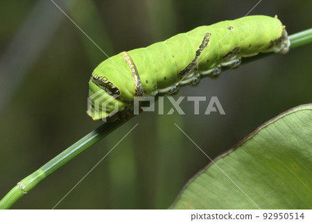 Larval caterpillar of swallowtail butterfly perched on green plant 92950514
