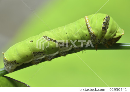 鳳蝶的幼蟲毛蟲棲息在綠色植物上 92950541