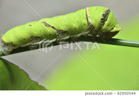 Larval caterpillar of swallowtail butterfly perched on green plant Larval caterpillar of swallowtail butterfly perched on green plant 92950544