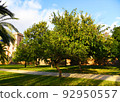 City park with green trees and palm trees. Valencia Central Park with gardens and green trees. 92950557