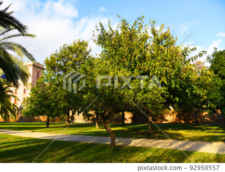 City park with green trees and palm trees. Valencia Central Park with gardens and green trees. City park with green trees and palm trees. Valencia Central Park with gardens and green trees. 92950557
