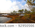 Swamp Yelnya in autumn landscape. Wild mire of Belarus.  92950566