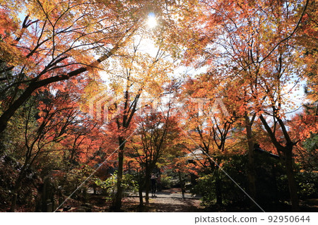 Autumn leaves of Kanzan temple 92950644