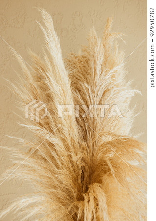 Dry pampas grass reeds agains on beige background. Minimal, stylish, trend concept. Copy space. Trend color  92950782