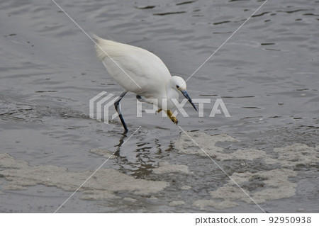 Little egret searching for small fish Little egret searching for small fish 92950938