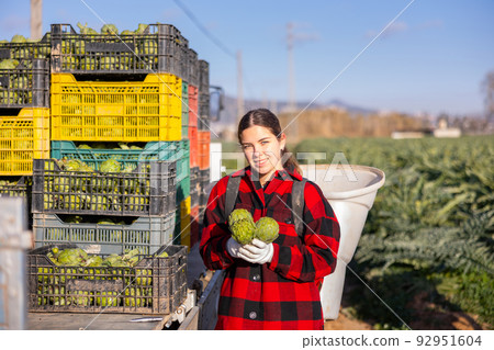 Woman harvesting ripe artichoke buds in basket 92951604