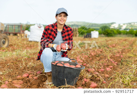 Woman farmer harvesting potato on farm field Woman farmer harvesting potato on farm field 92951717