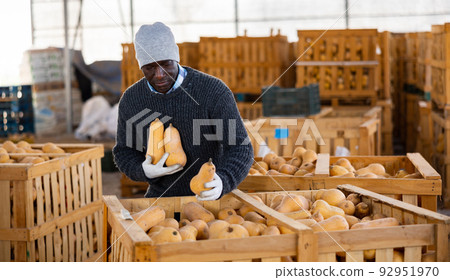 Warehouse worker filling large wooden box with pumpkins Warehouse worker filling large wooden box with pumpkins 92951970