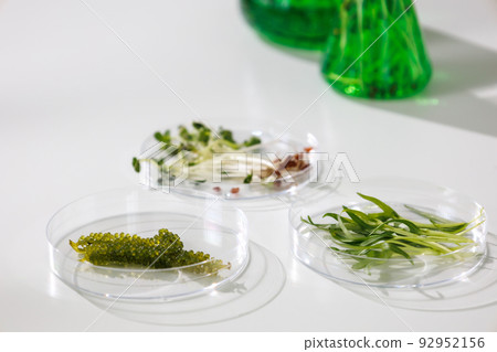 research and Biotech science Scientists are developing research on algae. Bio-energy, biofuel, energy research 92952156