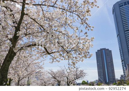 大阪市宮古島區櫻之宮公園的櫻花 92952274