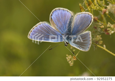Closeup on a colorful Icarus blue, Polyommatus icarus, with sunbathing open wings in a meadow 92952275
