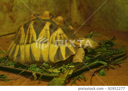 Closeup on the critically endangered angonoka tortoise , Astrochelys yniphora endemic to Madagascar at Parc Paradisio Zoo 92952277