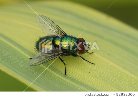 Detailed closeup on a common green bottle fly, Lucilia sericata, sitting on a leaf in the garden Detailed closeup on a common green bottle fly, Lucilia sericata, sitting on a leaf in the garden 92952300