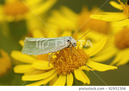 Closeup on a cream-bordered green pea micro moth, Earias clorana sitting on a yellow Senecio jacobaea flower in the field Closeup on a cream-bordered green pea micro moth, Earias clorana sitting on a yellow Senecio jacobaea flower in the field 92952306
