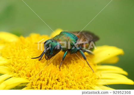 Closeup on a green metallic jewel cuckoo wasp, Hedychrium rutilans sitting on a yellow fleabane flower, Pulicaria dysenterica in the garden Closeup on a green metallic jewel cuckoo wasp, Hedychrium rutilans sitting on a yellow fleabane flower, Pulicaria dysenterica in the garden 92952308