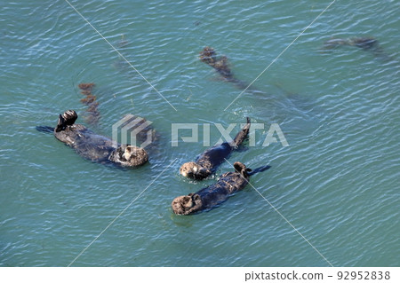 北海道濱中町 Cape Kiritappu 偶像 好朋友 海獺家族 7 月 92952838