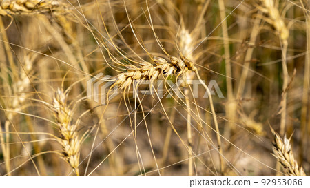 Golden wheat field. Beautiful nature sunset landscape. Meadow wheat field background of ripening ears. Concept of high yield and productive seed industry. Bread crisis in the world 92953066