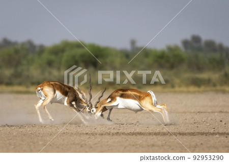 Two wild male blackbuck or antilope cervicapra or indian antelope in action fighting with force and long horns in open natural green background of velavadar National Park Bhavnagar gujrat india asia 92953290