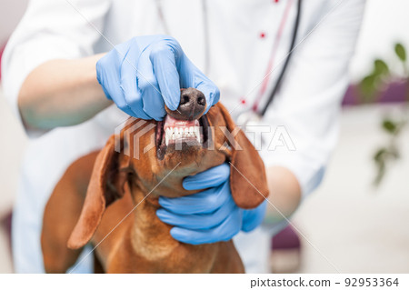 female doctor examines a dachshund dog in a veterinary clinic. medicine for pets female doctor examines a dachshund dog in a veterinary clinic. medicine for pets 92953364