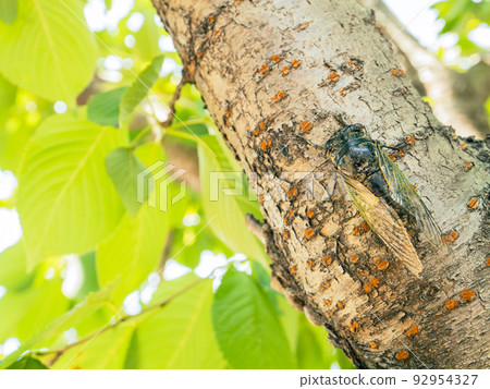 [Insects] Summer bear zemi perching on a tree 92954327