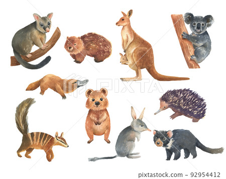 Set of Australian animals watercolor illustration isolated on white background. Cute hand drawn kangaroo, koala, bilby and quokka. Australia Day Set of Australian animals watercolor illustration isolated on white background. Cute hand drawn kangaroo, koala, bilby and quokka. Australia Day 92954412