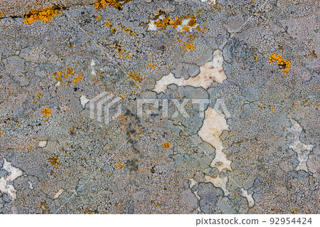 lichen presumably on quartzite sandstone surface under direct sunlight - full-frame texture and background 92954424