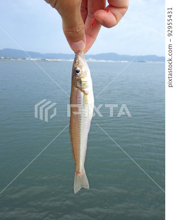 Whitefish fishing Whitefish fishing 92955431