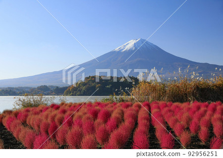 紅地膚和富士山河口湖大石公園 92956251