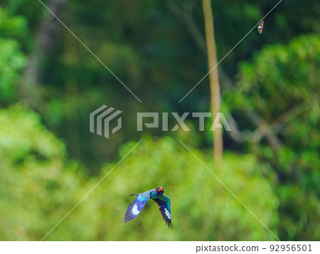 Flying Forest Jewel Roller 92956501