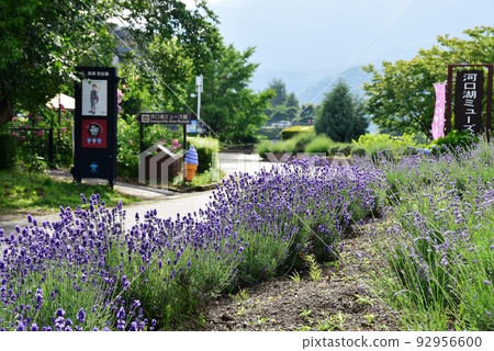 Fujikawaguchiko Town: Lavenders in full bloom at Yagizaki Park, a walking path, and the entrance to the Kawaguchiko Muse Museum and the Yuki Museum Fujikawaguchiko Town: Lavenders in full bloom at Yagizaki Park, a walking path, and the entrance to the Kawaguchiko Muse Museum and the Yuki Museum 92956600