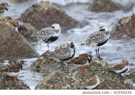 犀牛精靈、Dunlins 和犀牛鷸在遷徙中途停留休息 92956836